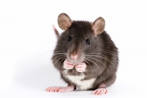 Rats and Mice can cause damage to your property, spread disease and if left unchecked can develop into a major infestation