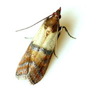 indian-meal-moths